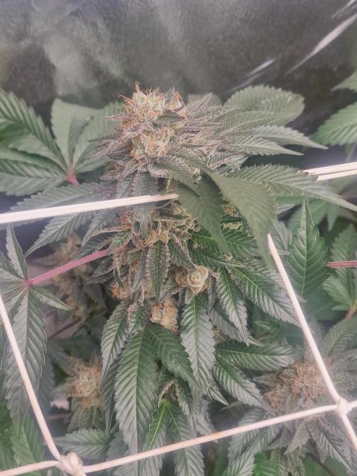 🔗AWARENESS🔗. Week 17