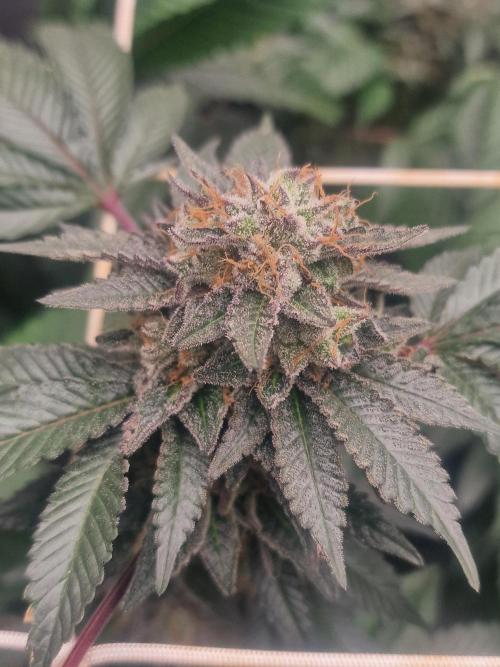 🔗AWARENESS🔗. Week 17