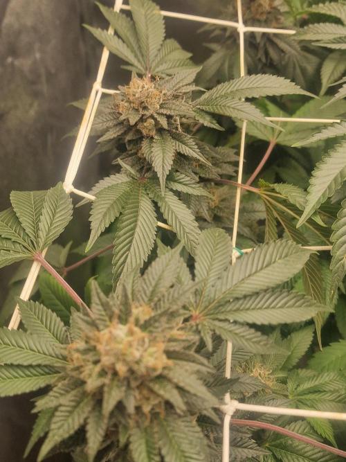 🔗AWARENESS🔗. Week 17