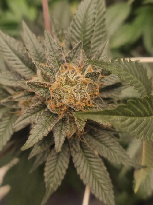 🔗AWARENESS🔗. Week 17