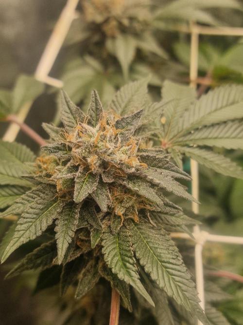 🔗AWARENESS🔗. Week 17