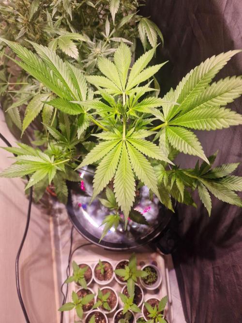 Another Love. Week 6