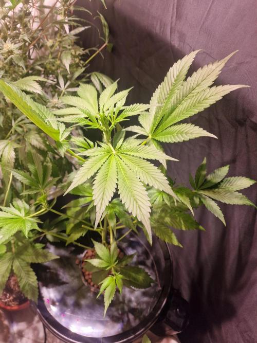 Another Love. Week 6