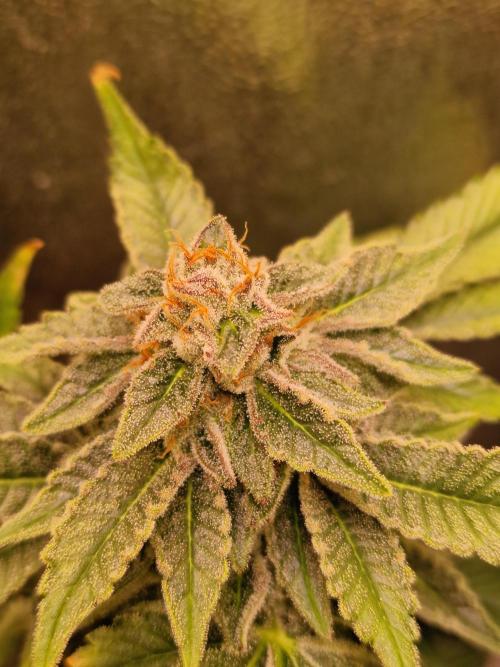 🍌PLÁTANITO🍌. Week 16