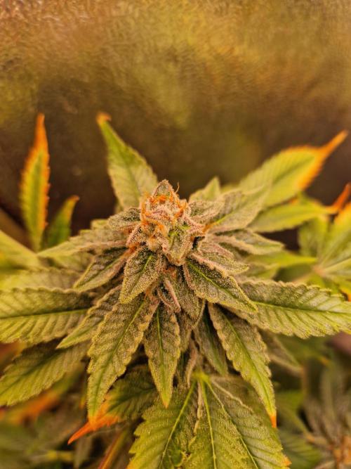 🍌PLÁTANITO🍌. Week 16