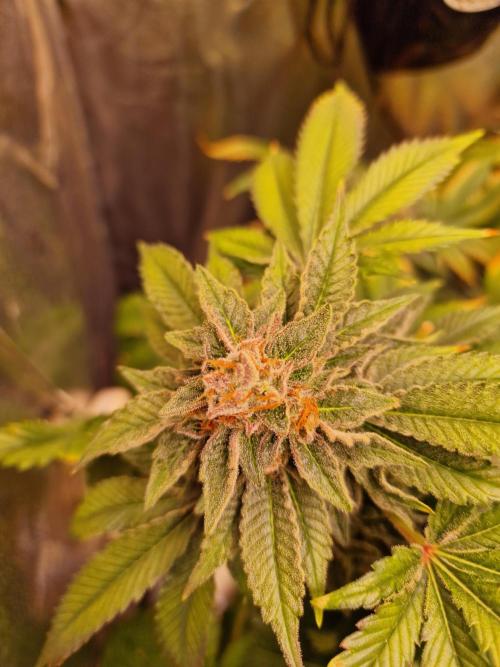 🍌PLÁTANITO🍌. Week 16