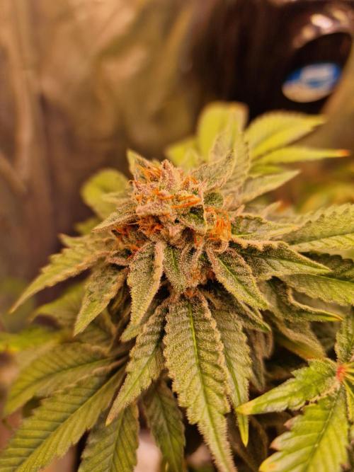 🍌PLÁTANITO🍌. Week 16