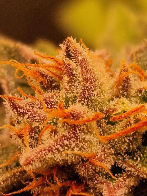 🍌PLÁTANITO🍌. Week 16