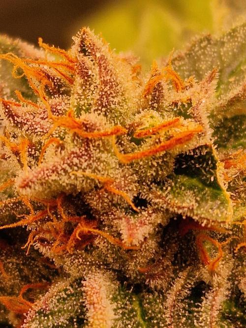 🍌PLÁTANITO🍌. Week 16