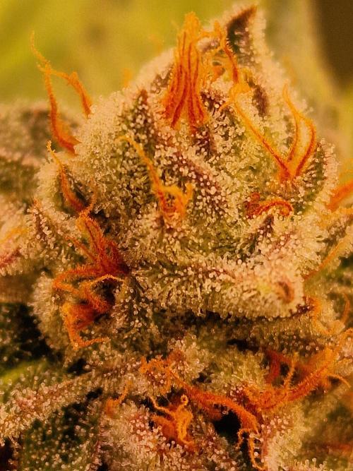 🍌PLÁTANITO🍌. Week 16