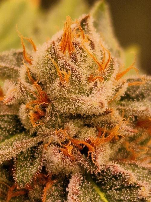 🍌PLÁTANITO🍌. Week 16