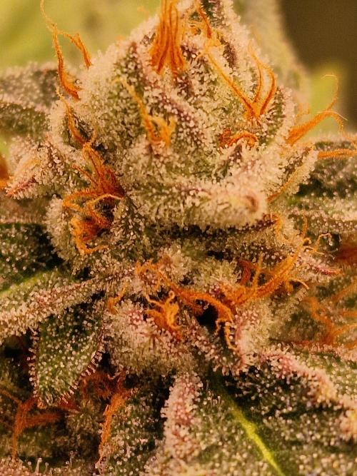 🍌PLÁTANITO🍌. Week 16