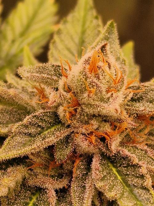 🍌PLÁTANITO🍌. Week 16