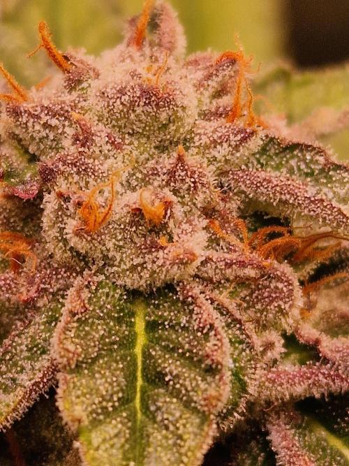 🍌PLÁTANITO🍌. Week 16