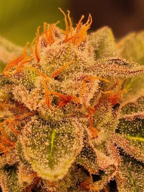 🍌PLÁTANITO🍌. Week 16