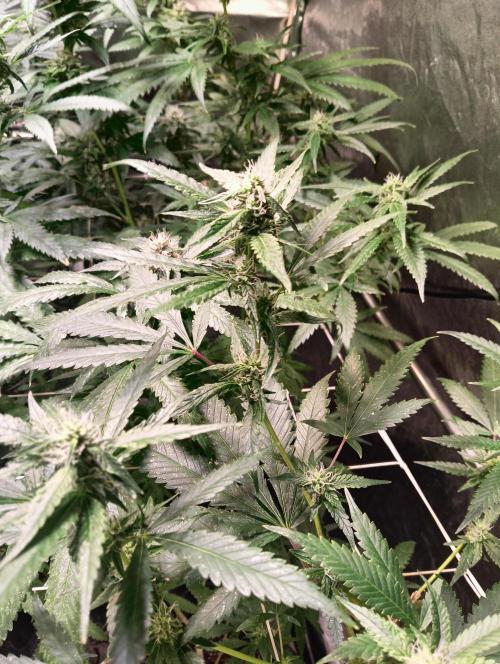 LAVA FREEZE SSSC. Week 8