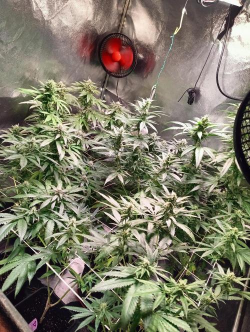 LAVA FREEZE SSSC. Week 8