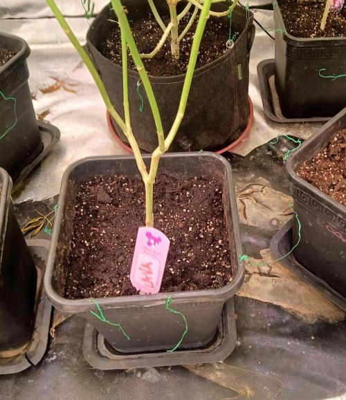 LAVA FREEZE SSSC. Week 8