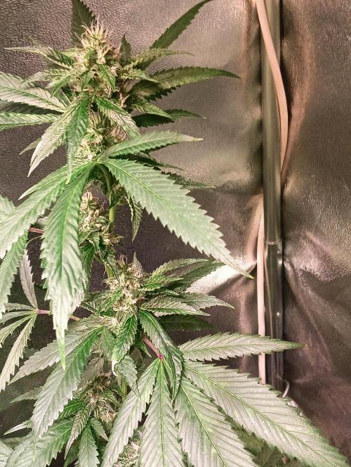 LAVA FREEZE SSSC. Week 8