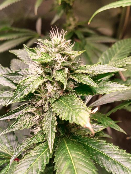 LAVA FREEZE SSSC. Week 8