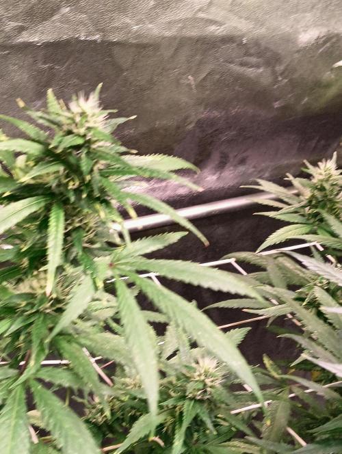 LAVA FREEZE SSSC. Week 8