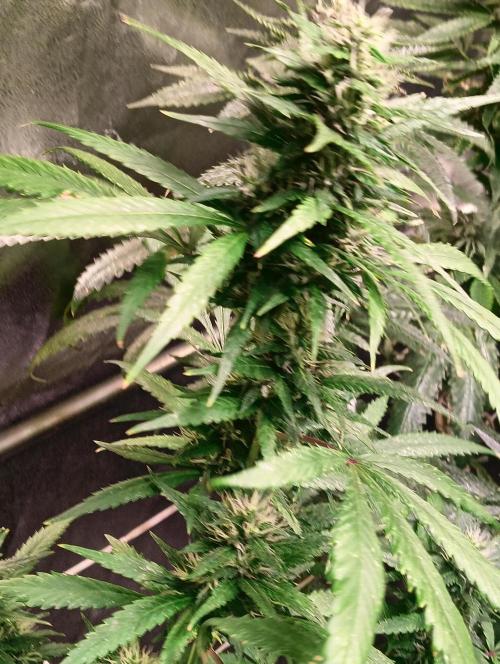 LAVA FREEZE SSSC. Week 8