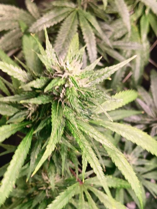 LAVA FREEZE SSSC. Week 8