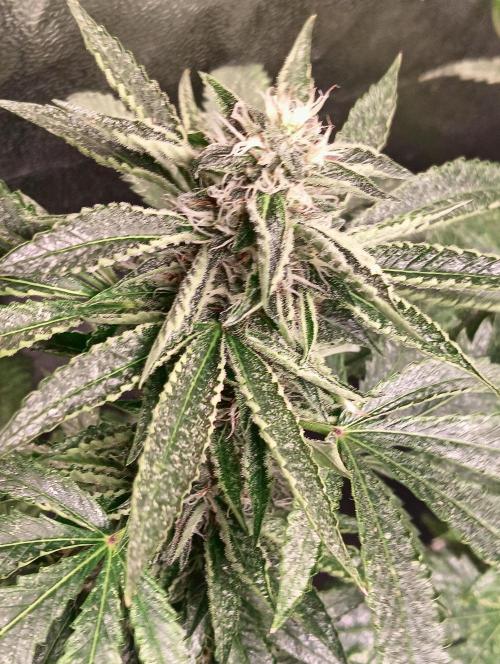 LAVA FREEZE SSSC. Week 8