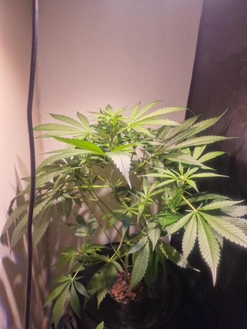 Another Love. Week 7