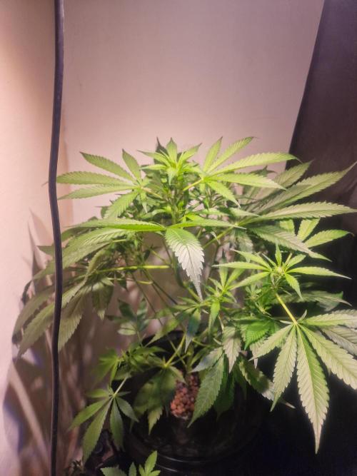 Another Love. Week 7