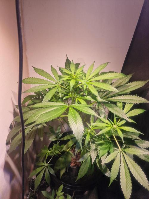 Another Love. Week 7