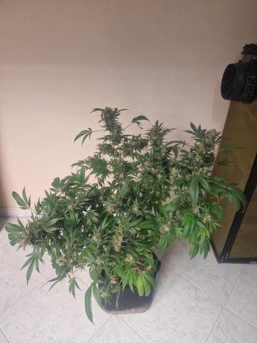 🔗AWARENESS🔗. Week 18