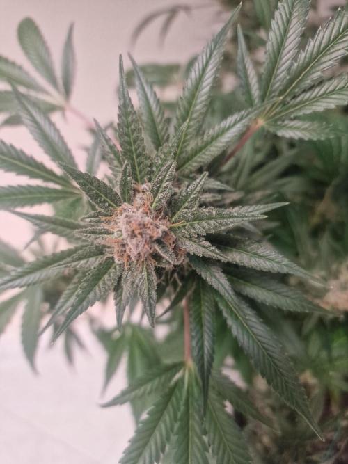 🔗AWARENESS🔗. Week 18