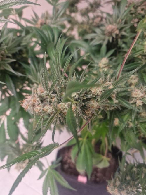 🔗AWARENESS🔗. Week 18