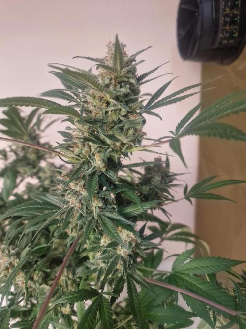 🔗AWARENESS🔗. Week 18