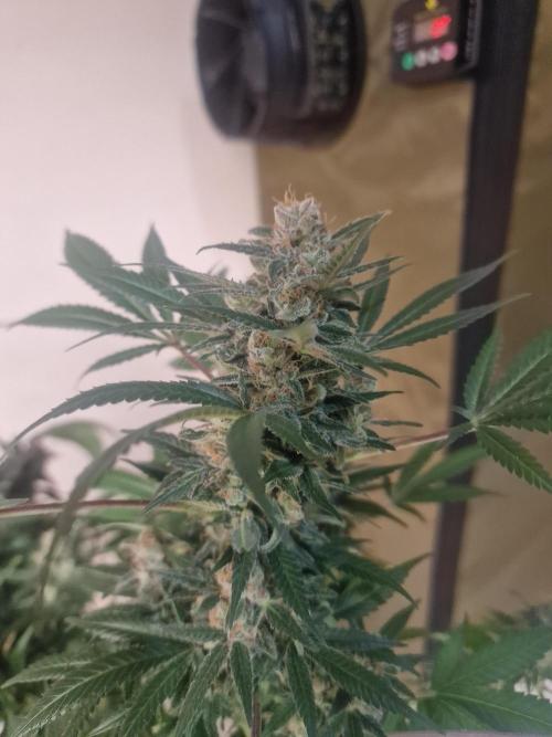 🔗AWARENESS🔗. Week 18