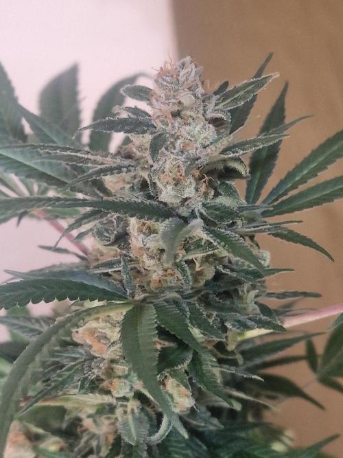 🔗AWARENESS🔗. Week 18