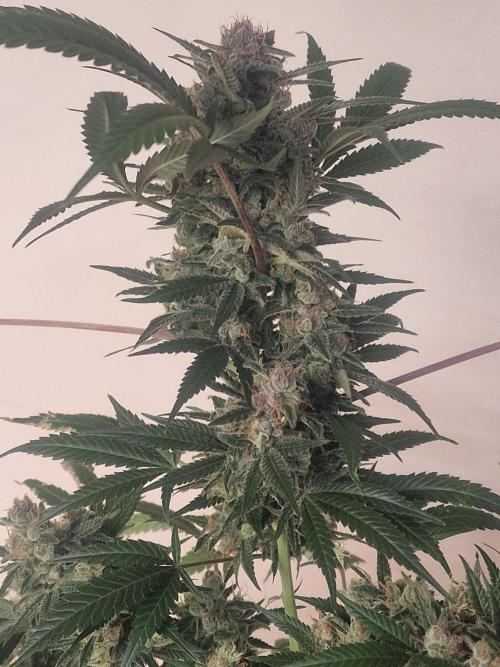 🔗AWARENESS🔗. Week 18