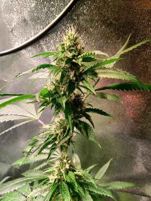 LAVA FREEZE SSSC. Week 9