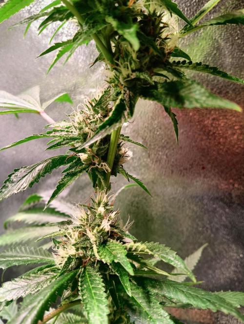 LAVA FREEZE SSSC. Week 9