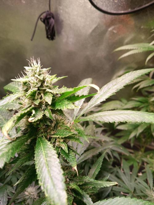 LAVA FREEZE SSSC. Week 9