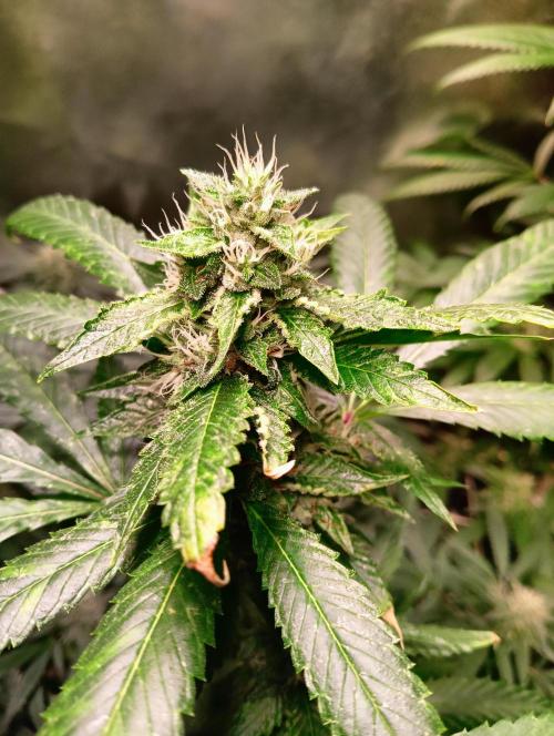 LAVA FREEZE SSSC. Week 9