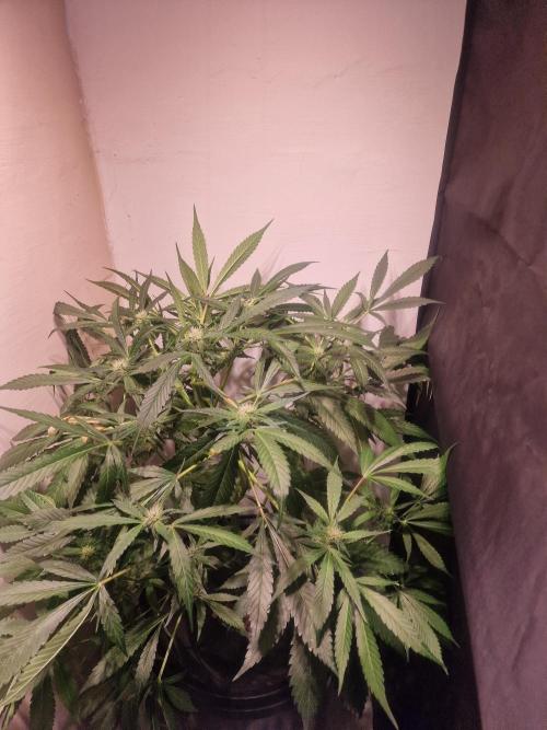 Another Love. Week 8