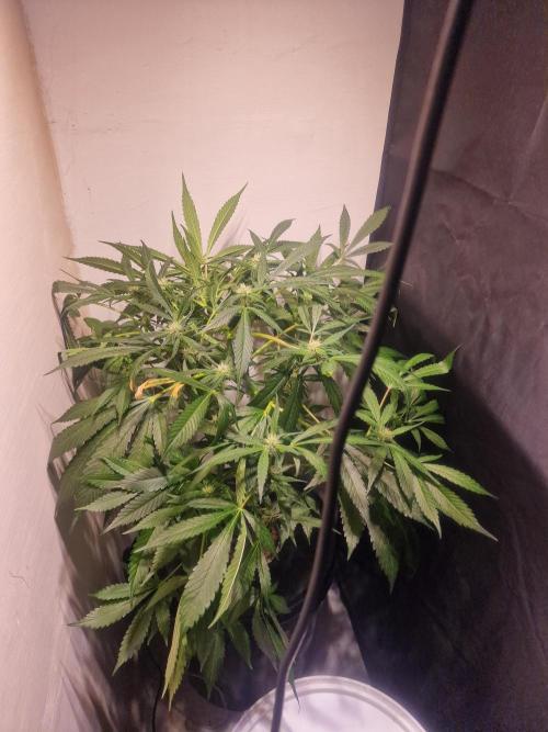 Another Love. Week 8