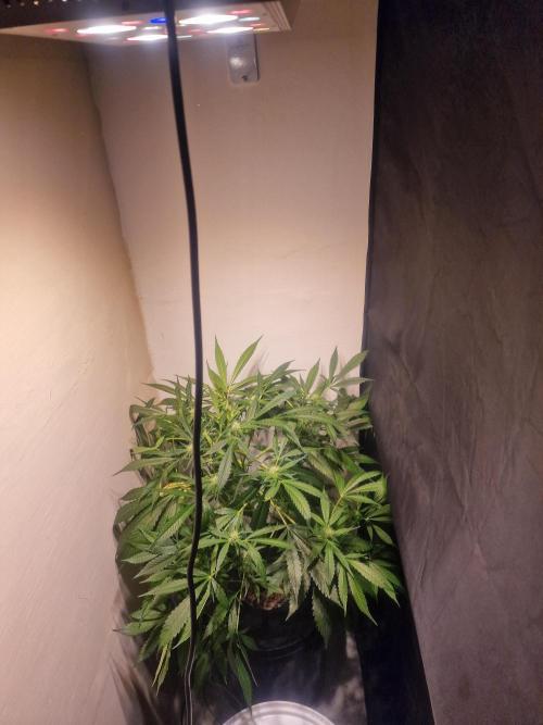 Another Love. Week 8