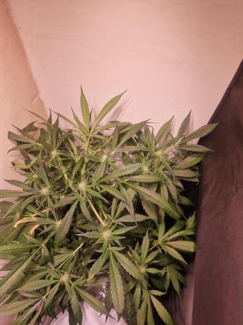 Another Love. Week 8