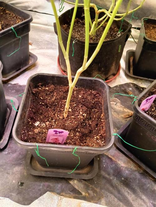 LAVA FREEZE SSSC. Week 10