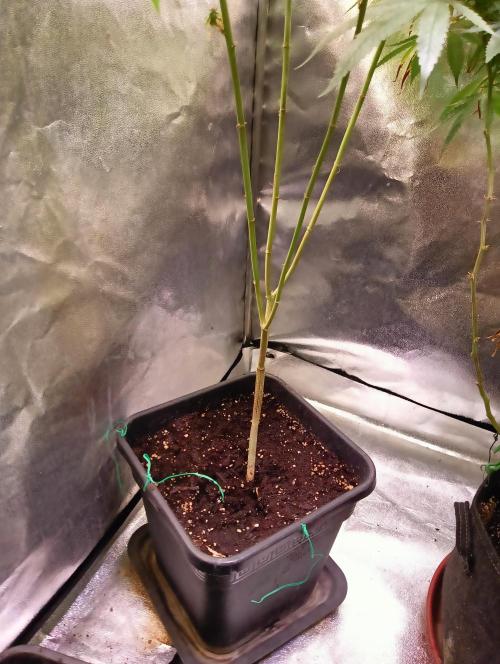 LAVA FREEZE SSSC. Week 10