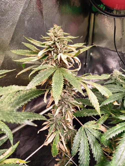 LAVA FREEZE SSSC. Week 10