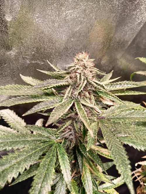 LAVA FREEZE SSSC. Week 10